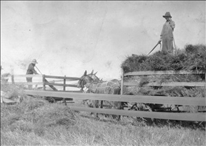 harold mccall harvest.jpg